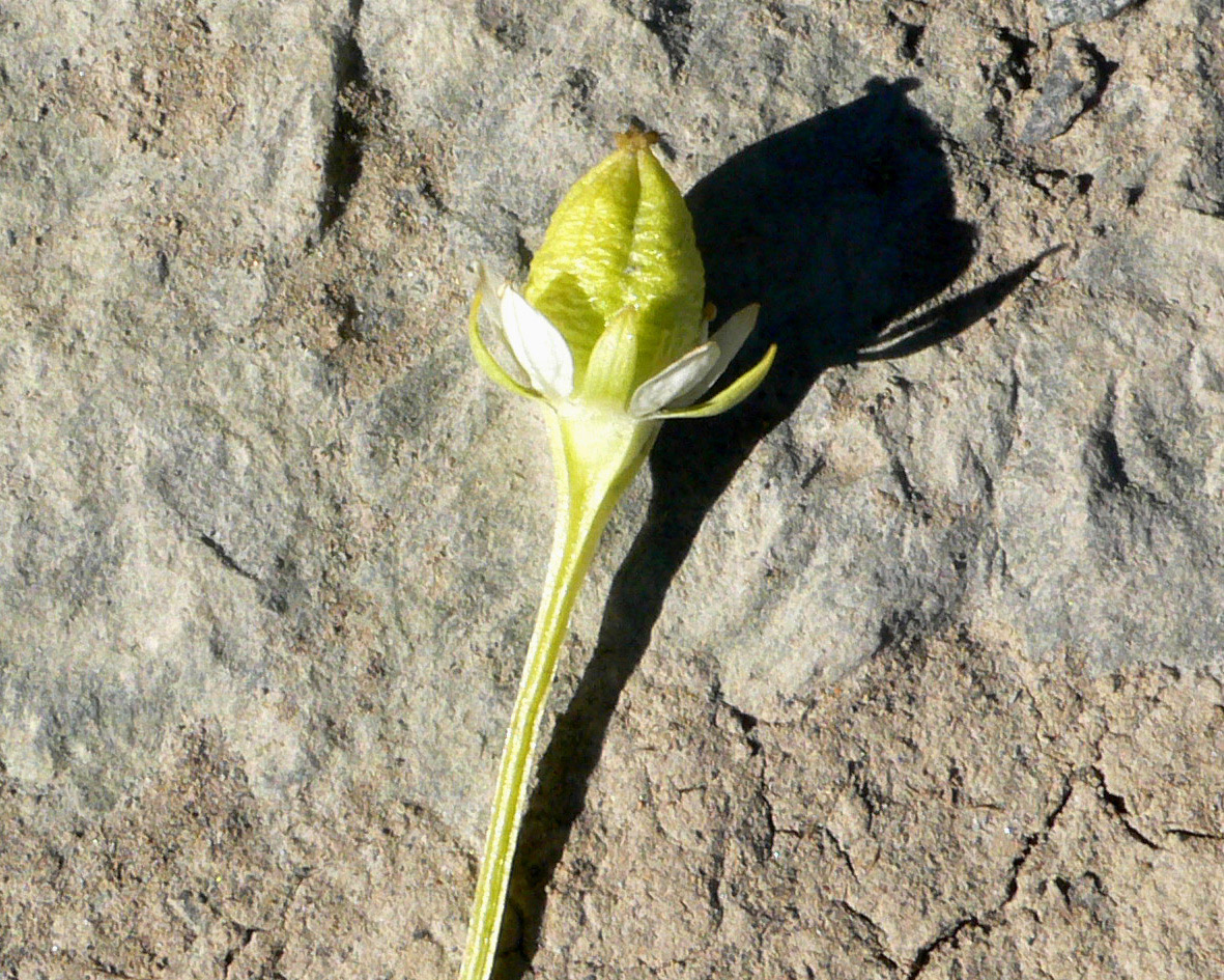 Изображение особи Parnassia kotzebuei.