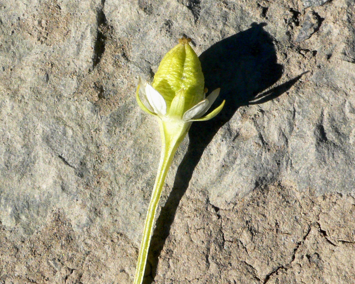 Image of Parnassia kotzebuei specimen.