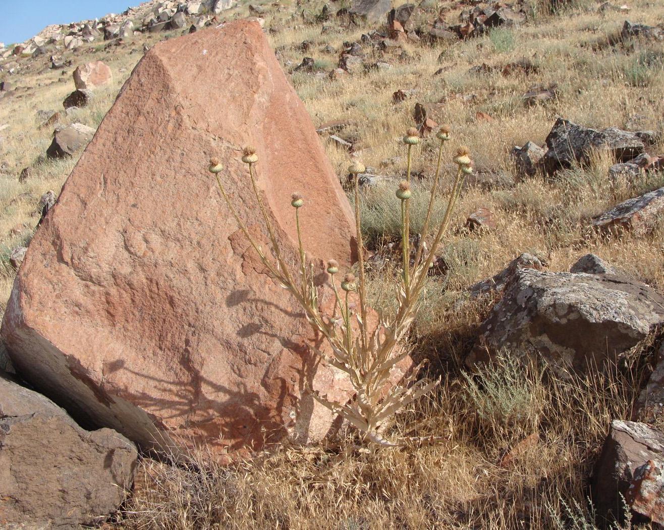 Image of Onopordum armenum specimen.