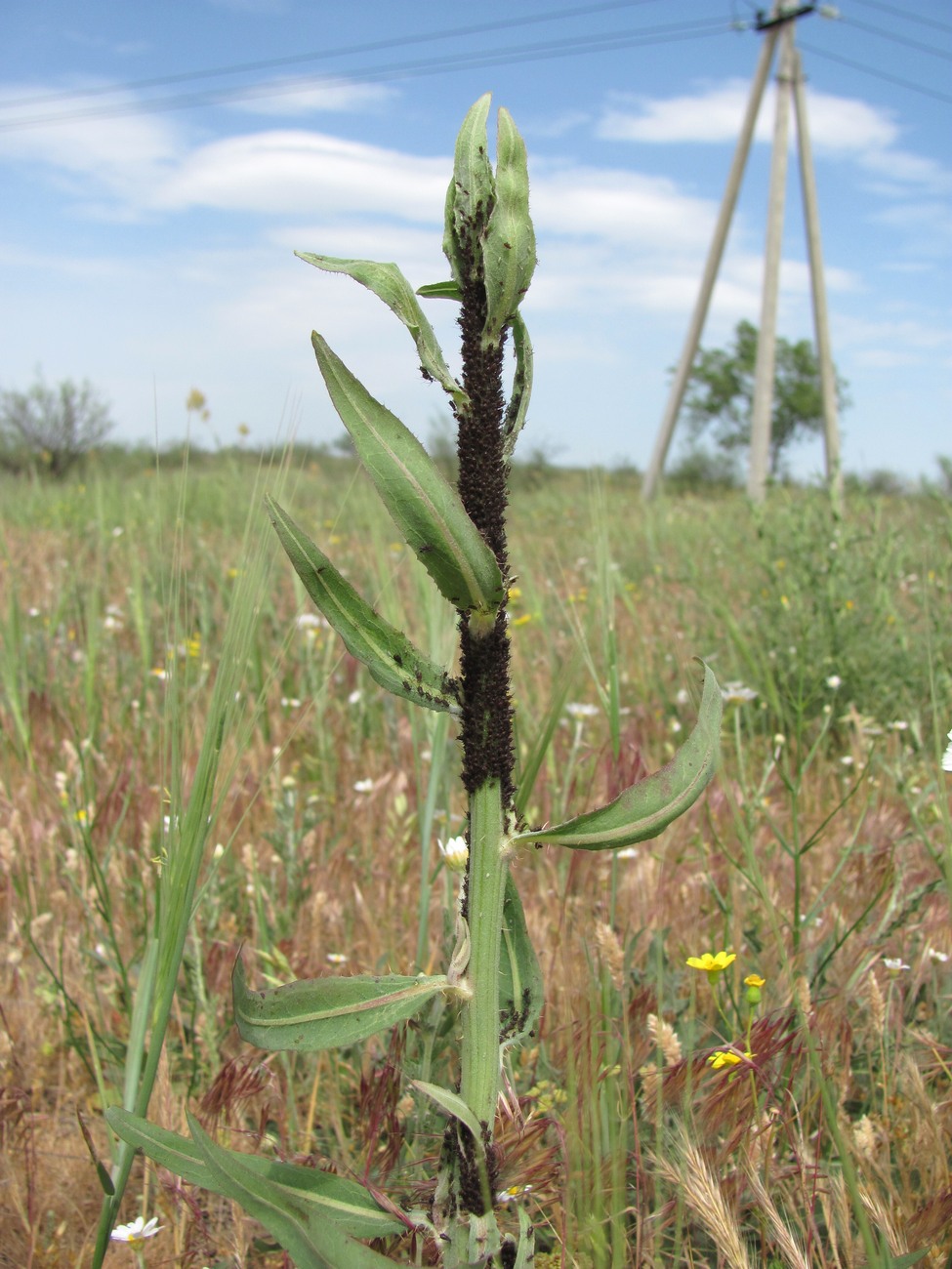 Изображение особи Chondrilla latifolia.