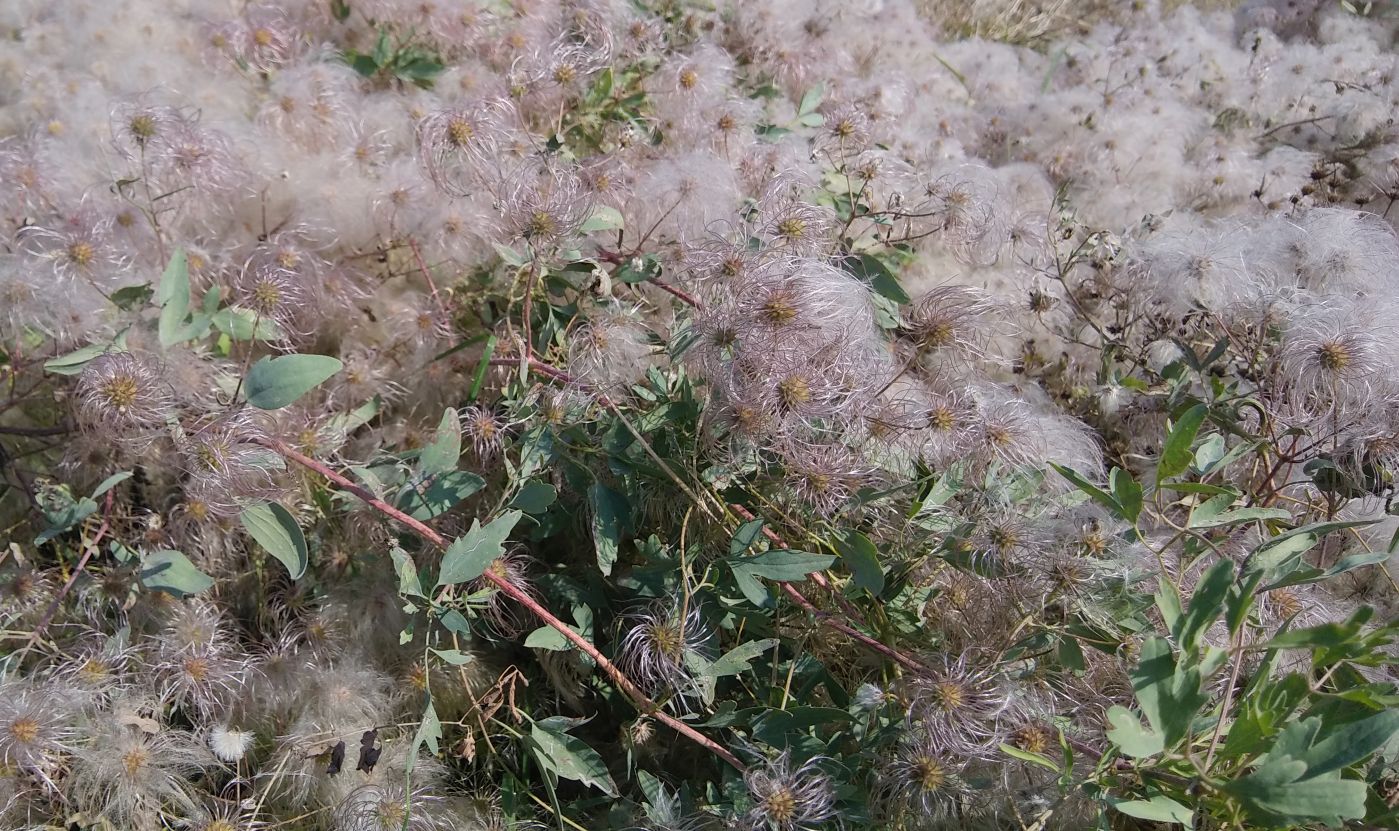 Image of Clematis orientalis specimen.