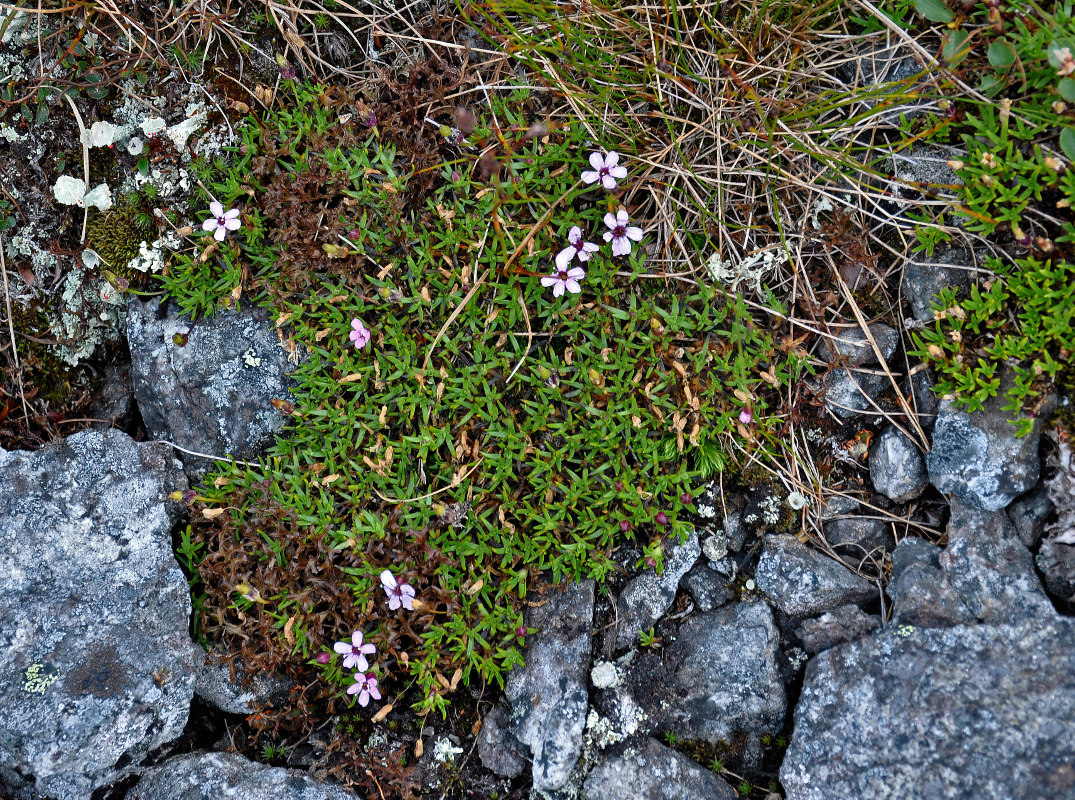 Изображение особи Silene acaulis.