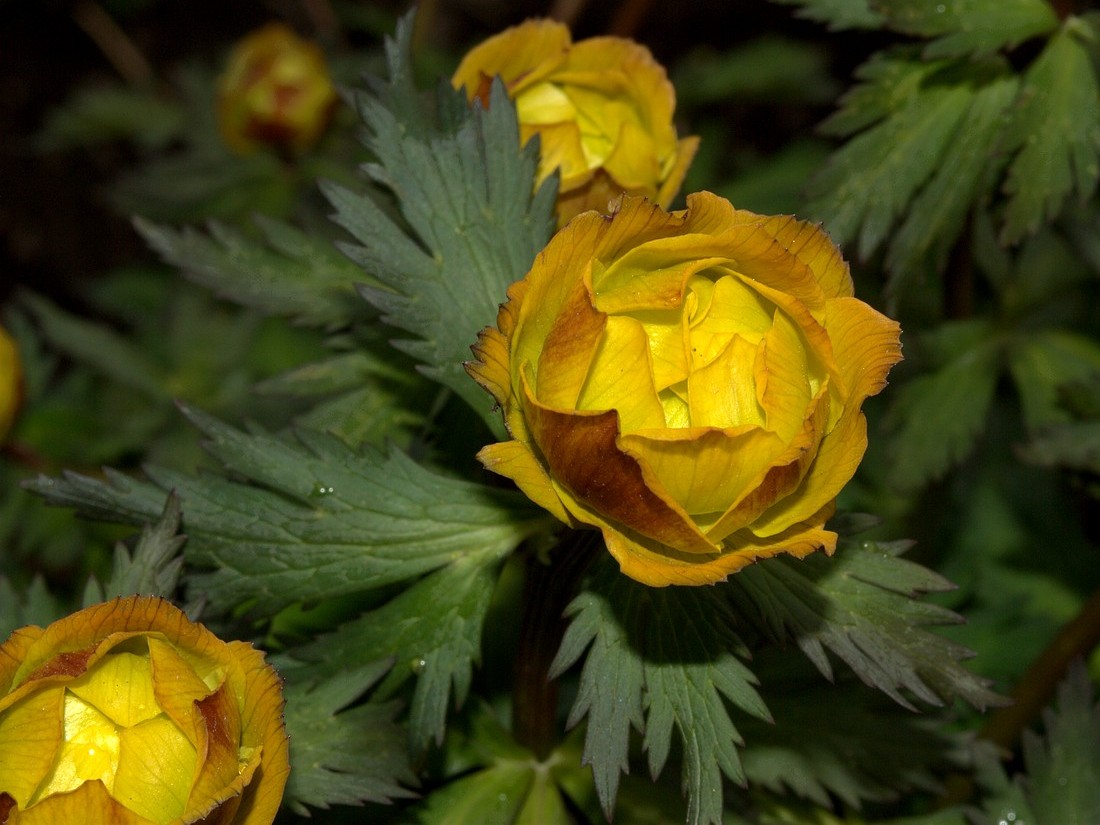 Изображение особи Trollius asiaticus.