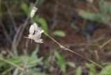 Silene graminifolia. Соцветие. Республика Алтай, Кош-Агачский р-н, Северо-Чуйский хребет, берег р. Актру. 14.08.2018.