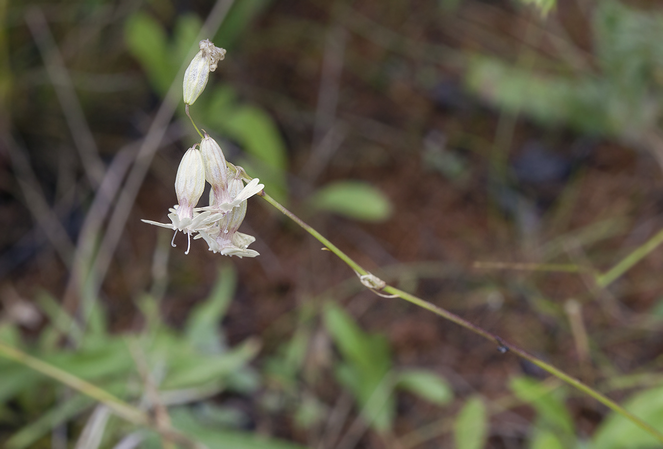 Изображение особи Silene graminifolia.