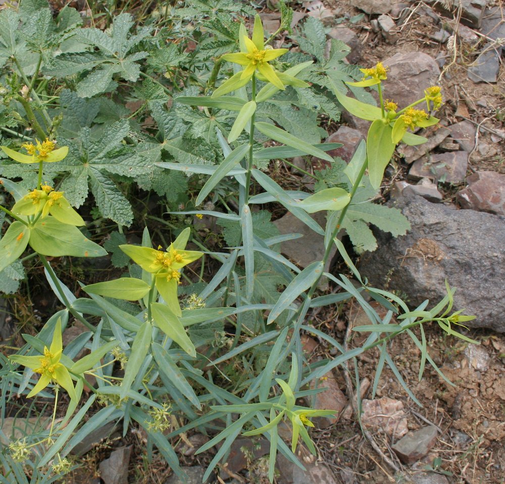 Изображение особи Euphorbia heteradena.