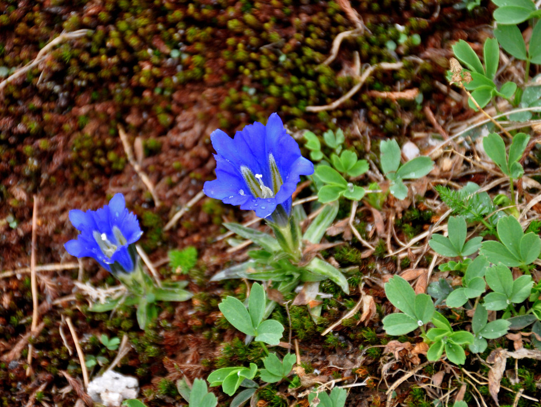 Изображение особи Gentiana grandiflora.