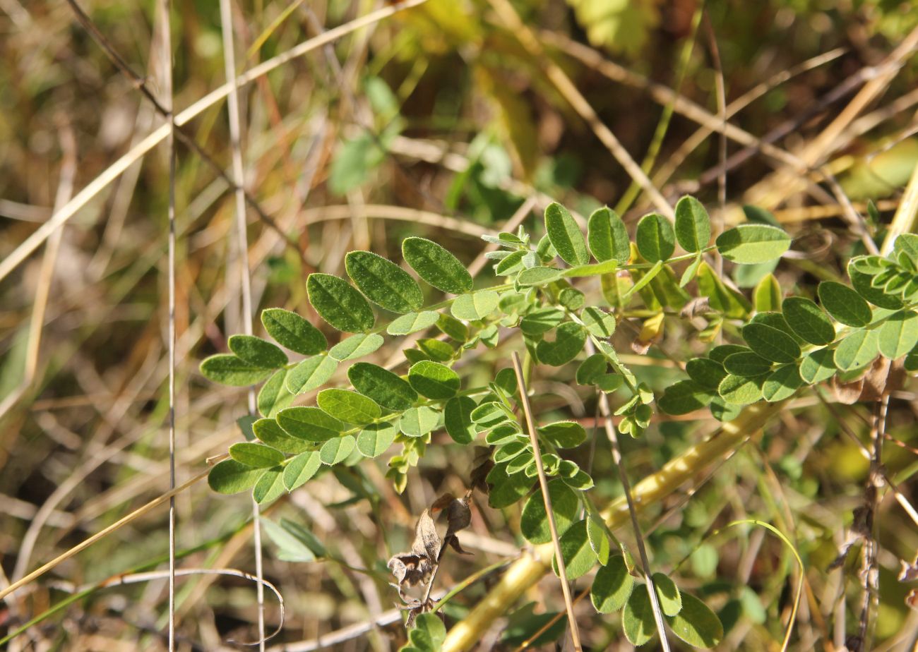 Изображение особи Astragalus cicer.