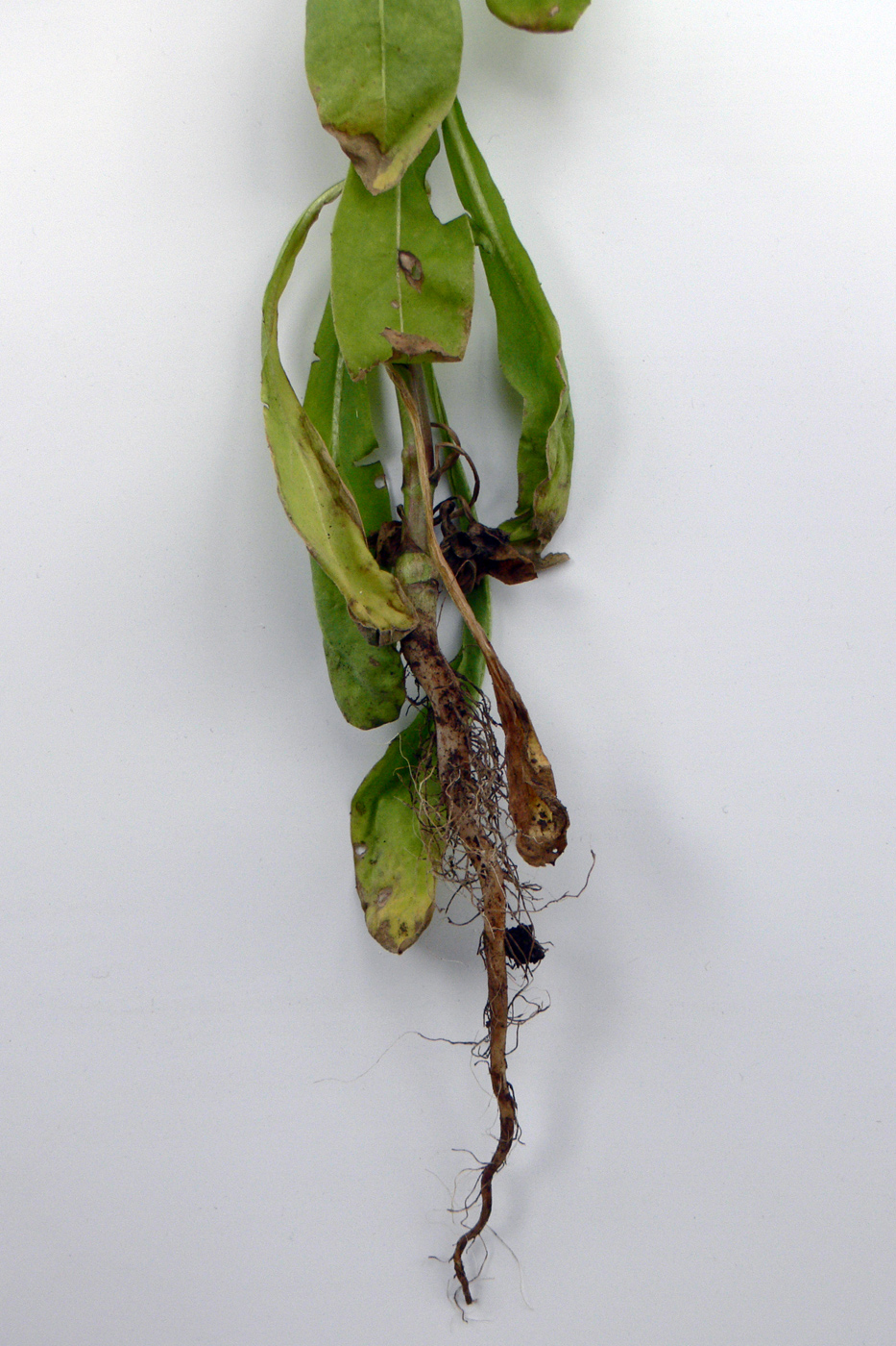 Image of Calendula officinalis specimen.