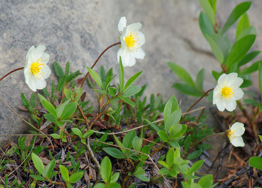 Image of genus Dryas specimen.