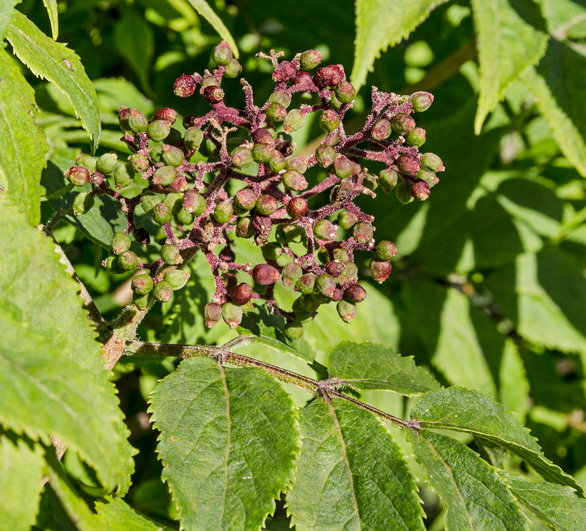 Изображение особи Sambucus sibirica.