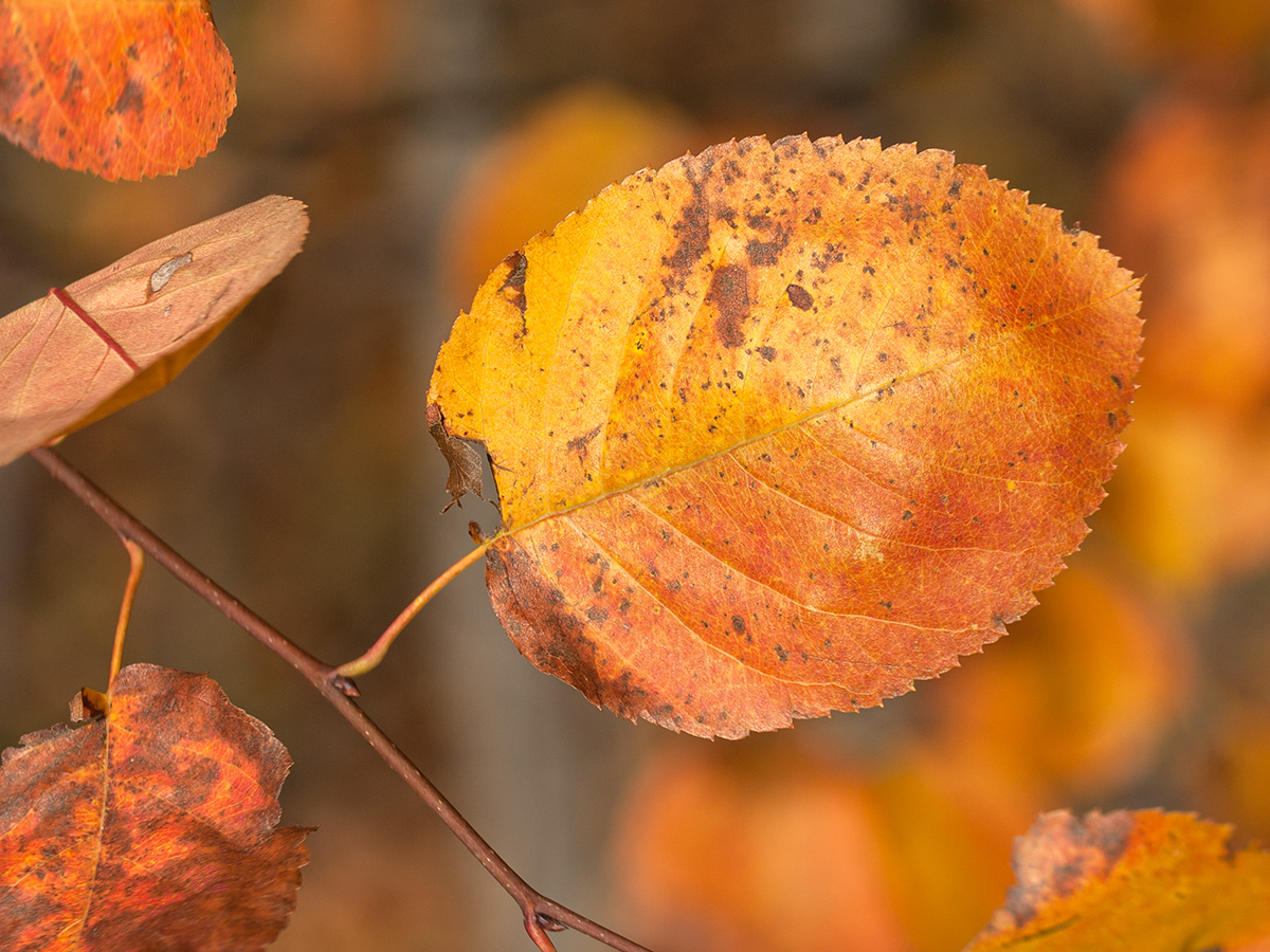 Image of Amelanchier spicata specimen.