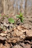 Ranunculus cassubicus. Растение с бутонами. Санкт-Петербург, Дудергофские высоты, лещиново-кленовый лес. 21.04.2019.