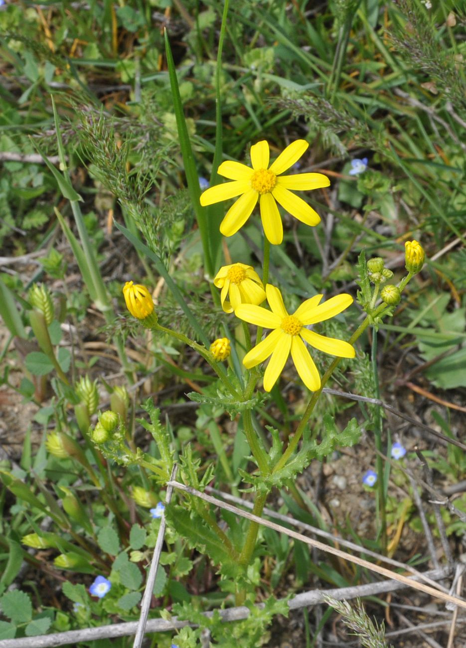 Image of Senecio vernalis specimen.