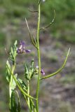 Chorispora tenella