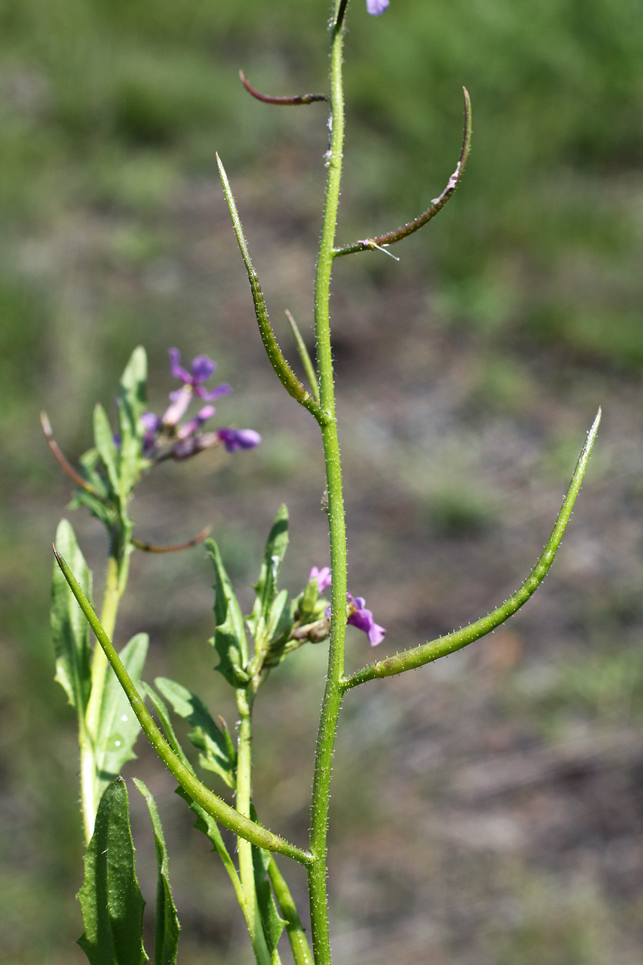 Image of Chorispora tenella specimen.