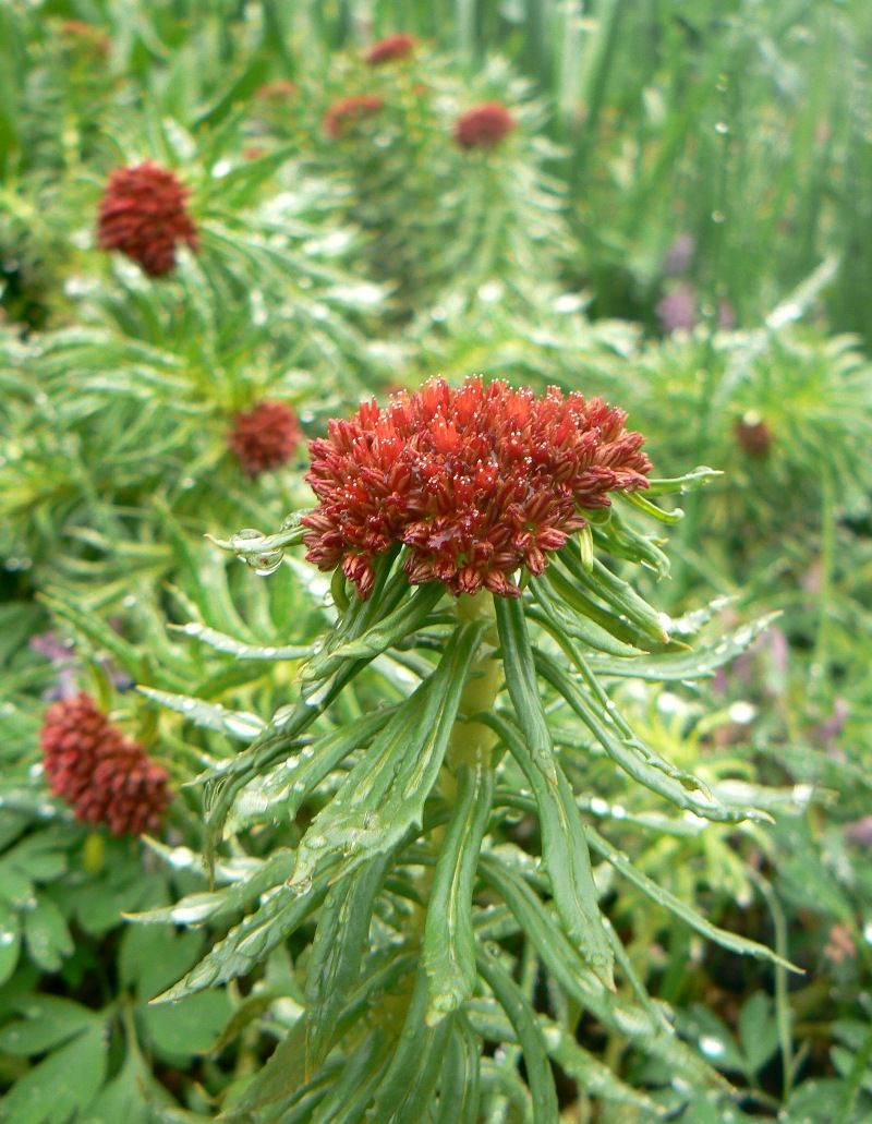 Image of Rhodiola linearifolia specimen.