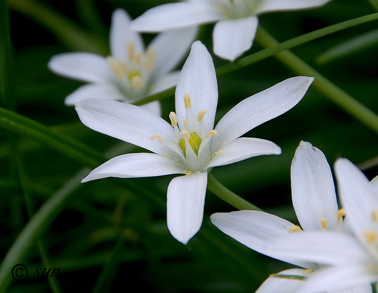 Изображение особи Ornithogalum umbellatum.