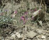 Astragalus haesitabundus