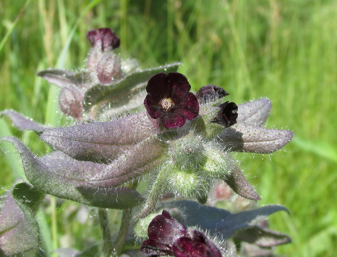 Image of Nonea rossica specimen.