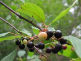 Frangula alnus. Ветвь с плодами. Татарстан, г. Бавлы. 15.07.2010.