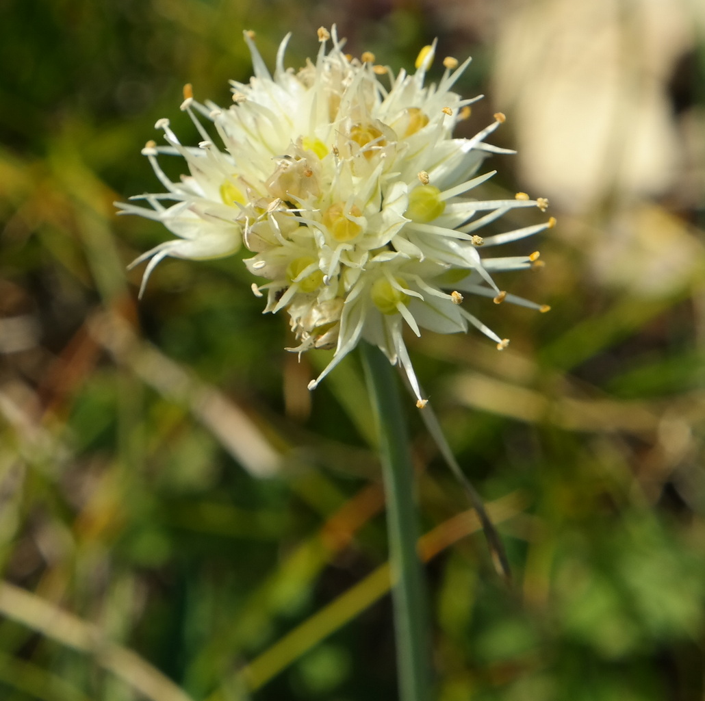 Изображение особи Allium marschallianum.