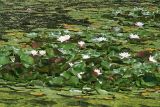 Nymphaea × marliacea. Цветущее растение. Узбекистан, г. Ташкент, Ботанический сад им. Ф.Н. Русанова. 22.07.2010.