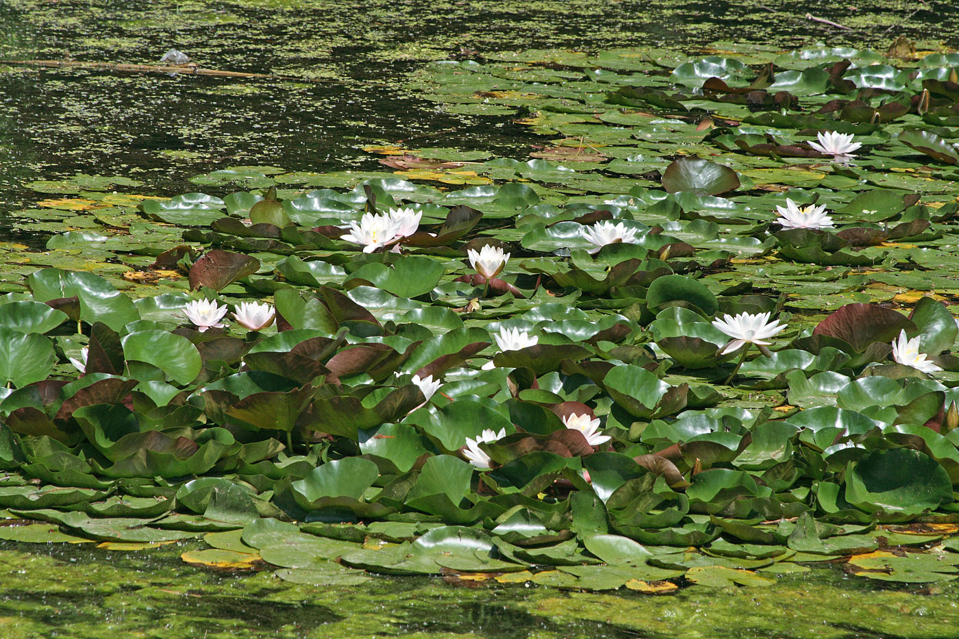 Image of Nymphaea &times; marliacea specimen.