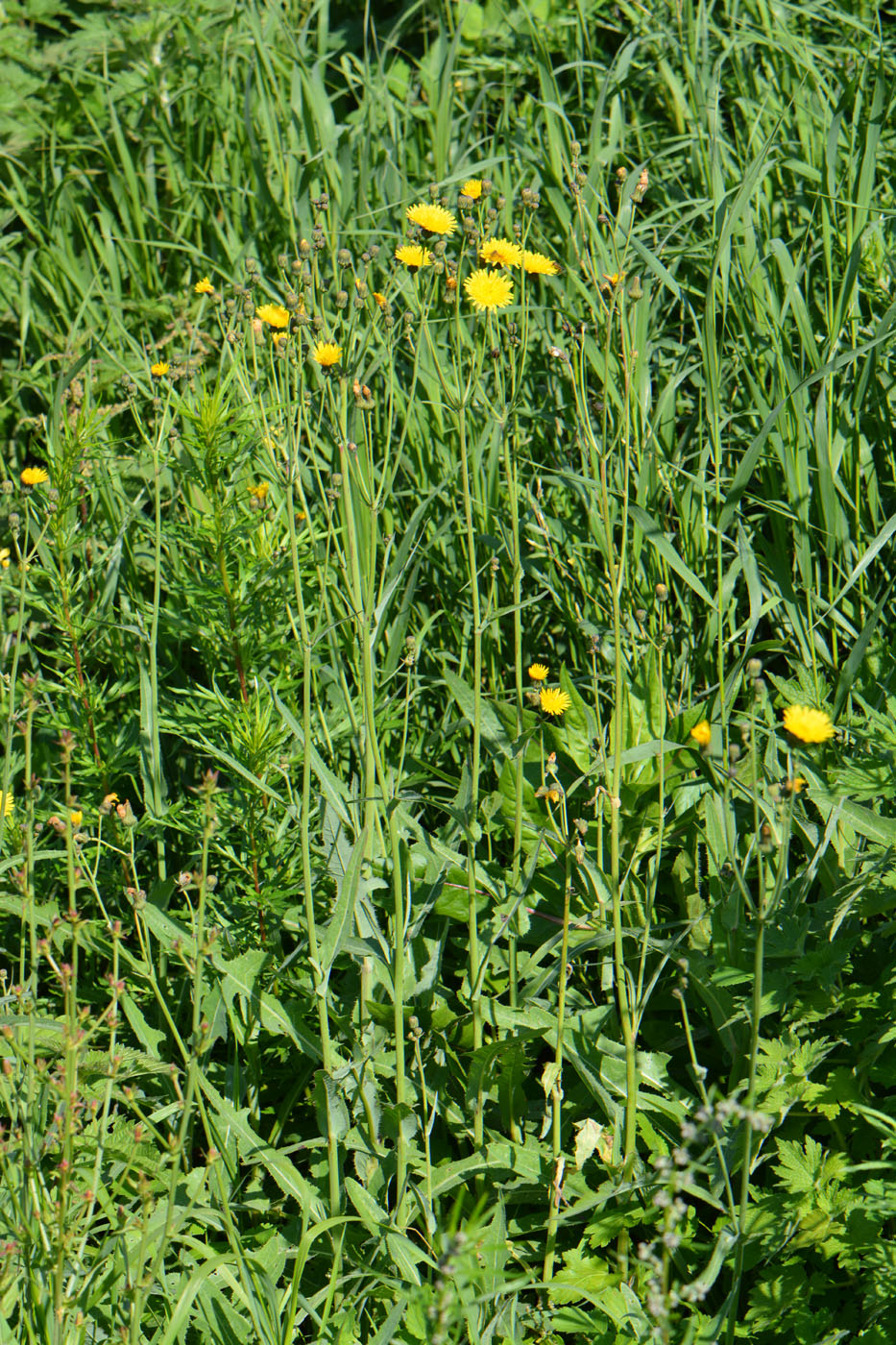 Изображение особи Sonchus arvensis.