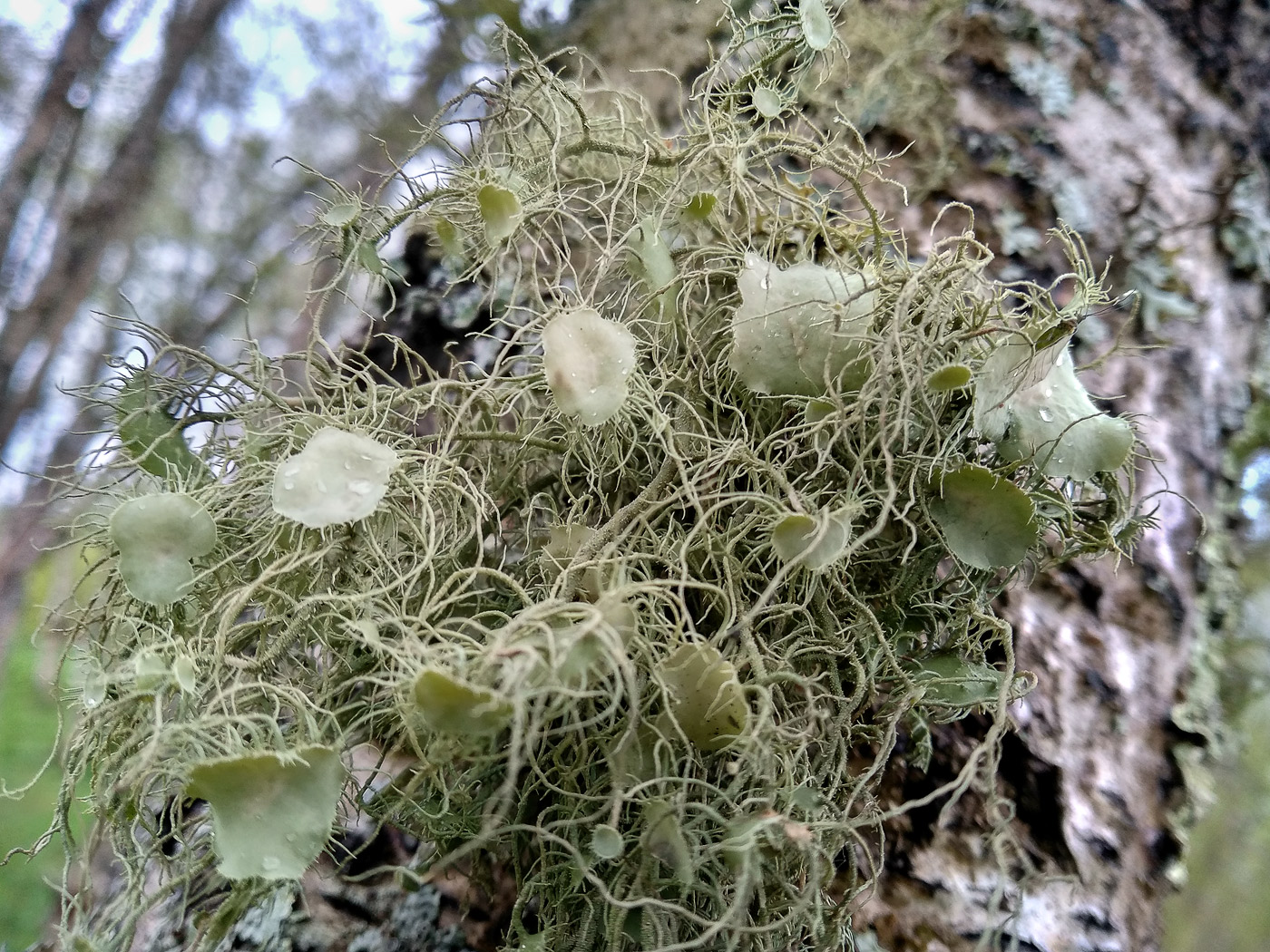 Image of Usnea florida specimen.