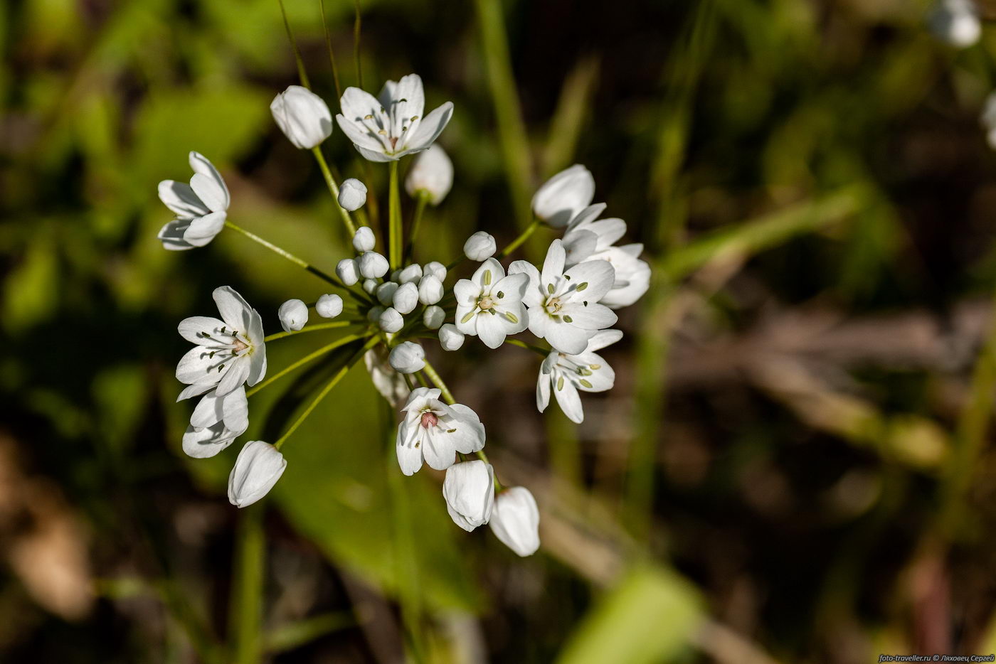 Image of Allium neapolitanum specimen.