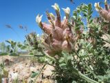 Astragalus chaetodon. Верхушка побега с соцветием. Казахстан, Жамбылская обл., Таласский р-н, Закаратауская равнина, кромка чинка бугра Кызылтау. 5 мая 2019 г.