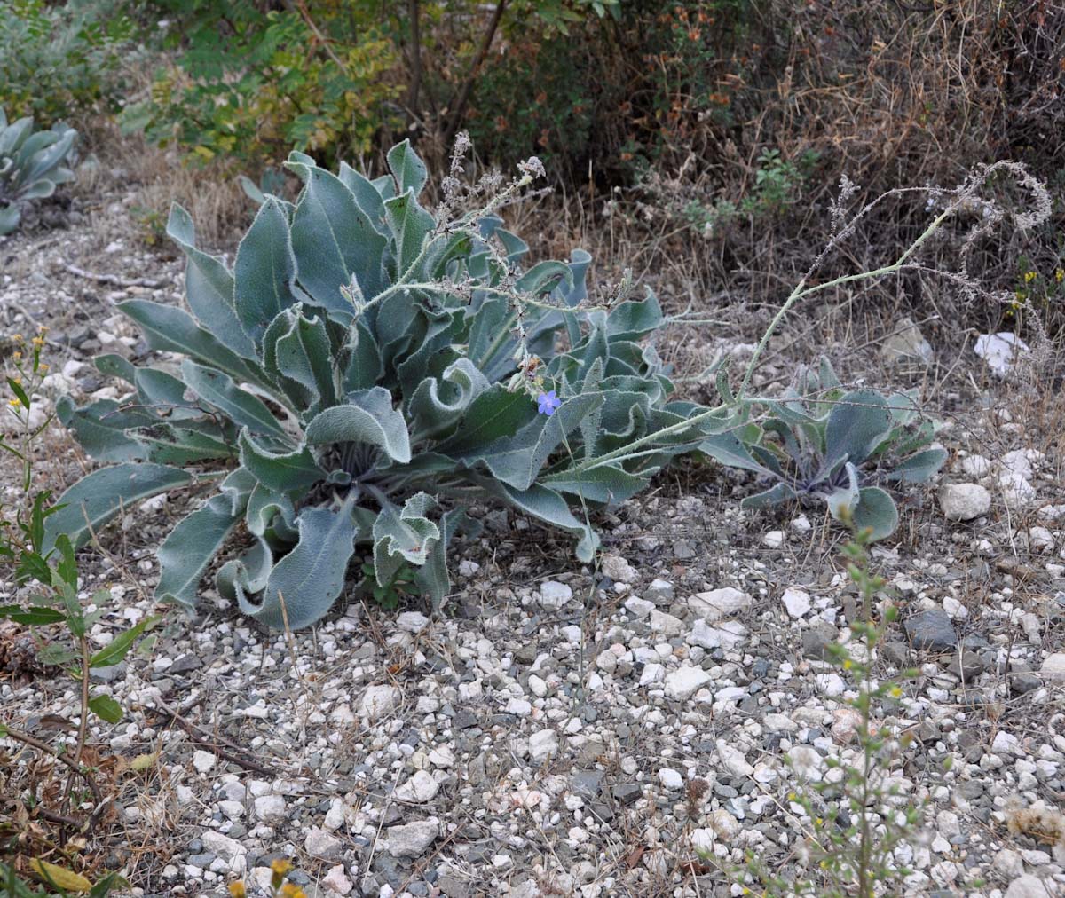 Изображение особи Anchusa strigosa.