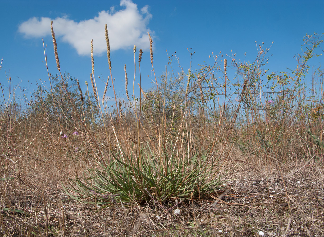 Изображение особи Plantago salsa.