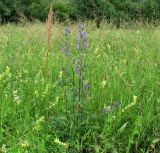 Aconitum baicalense. Цветущее растение. Иркутская обл, Слюдянский р-н, окр. пос. Култук, долина р. Култучная, луг. 25.07.2019.