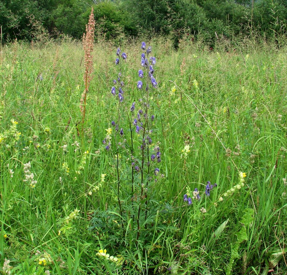 Image of Aconitum baicalense specimen.