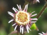 Erigeron kamtschaticus. Соцветие. Камчатский край, Елизовский район, природный парк \"Вулканы Камчатки\", кордон Центральный, окрестности \"Медвежьей тундры\", сухой разнотравный луг, вблизи от 2-й лужи Налычевских горячих термальных источников. 26.07.2010.