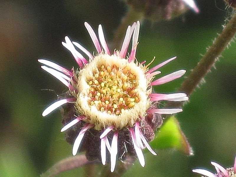 Изображение особи Erigeron kamtschaticus.