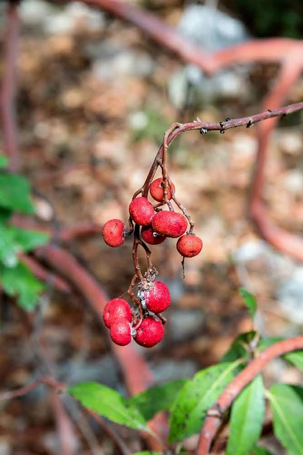 Изображение особи Arbutus andrachne.