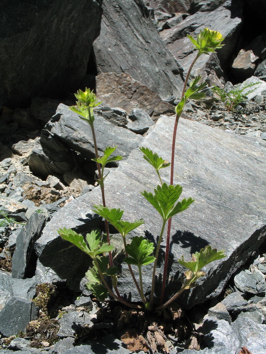 Image of Potentilla evestita specimen.