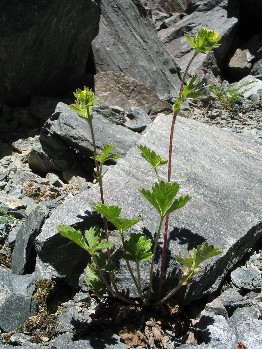 Изображение особи Potentilla evestita.