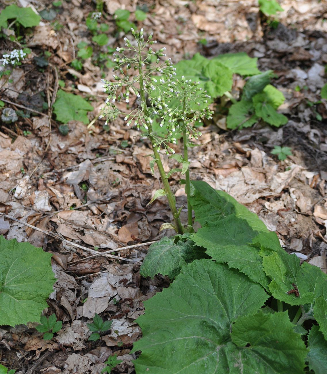 Image of Petasites albus specimen.