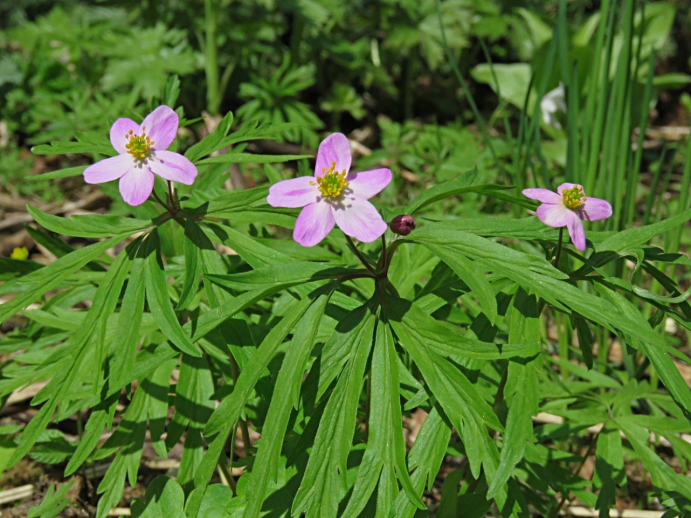 Изображение особи Anemone caerulea.