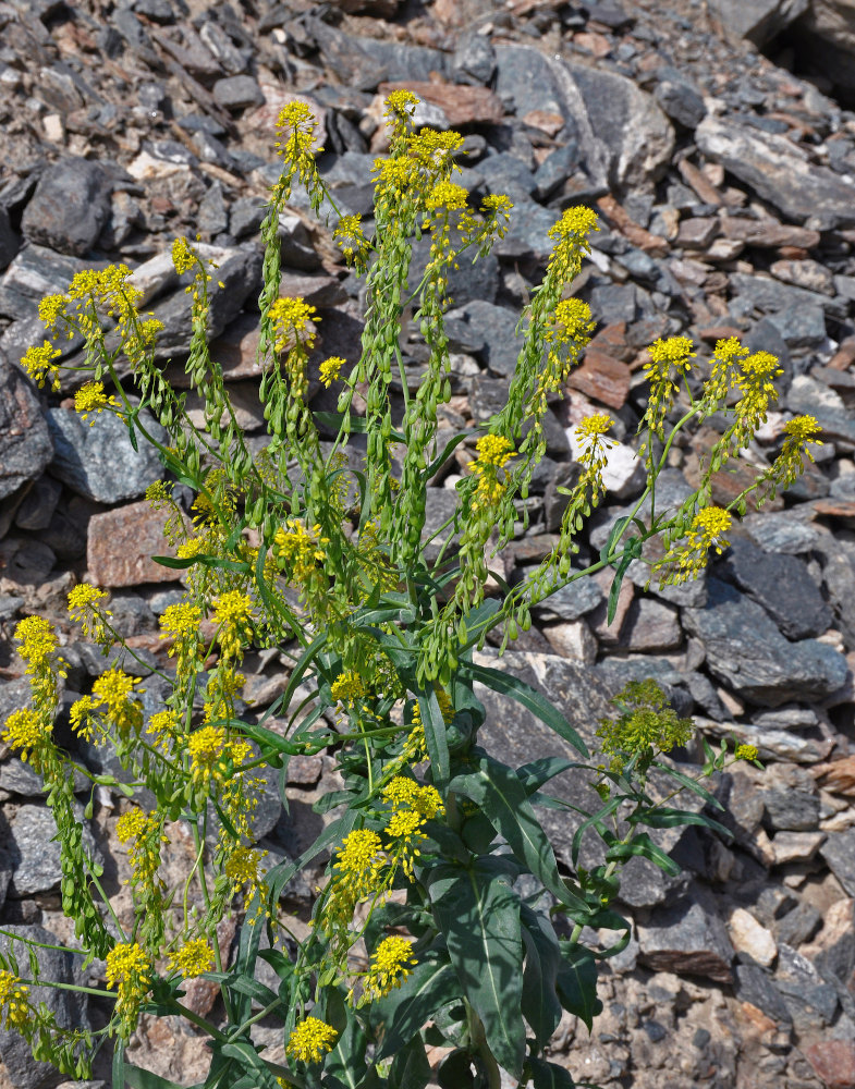 Image of Isatis costata specimen.