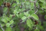 Cistus creticus