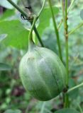 Aristolochia clematitis