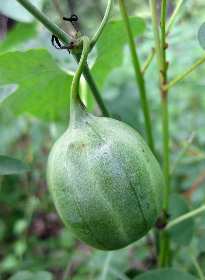 Изображение особи Aristolochia clematitis.