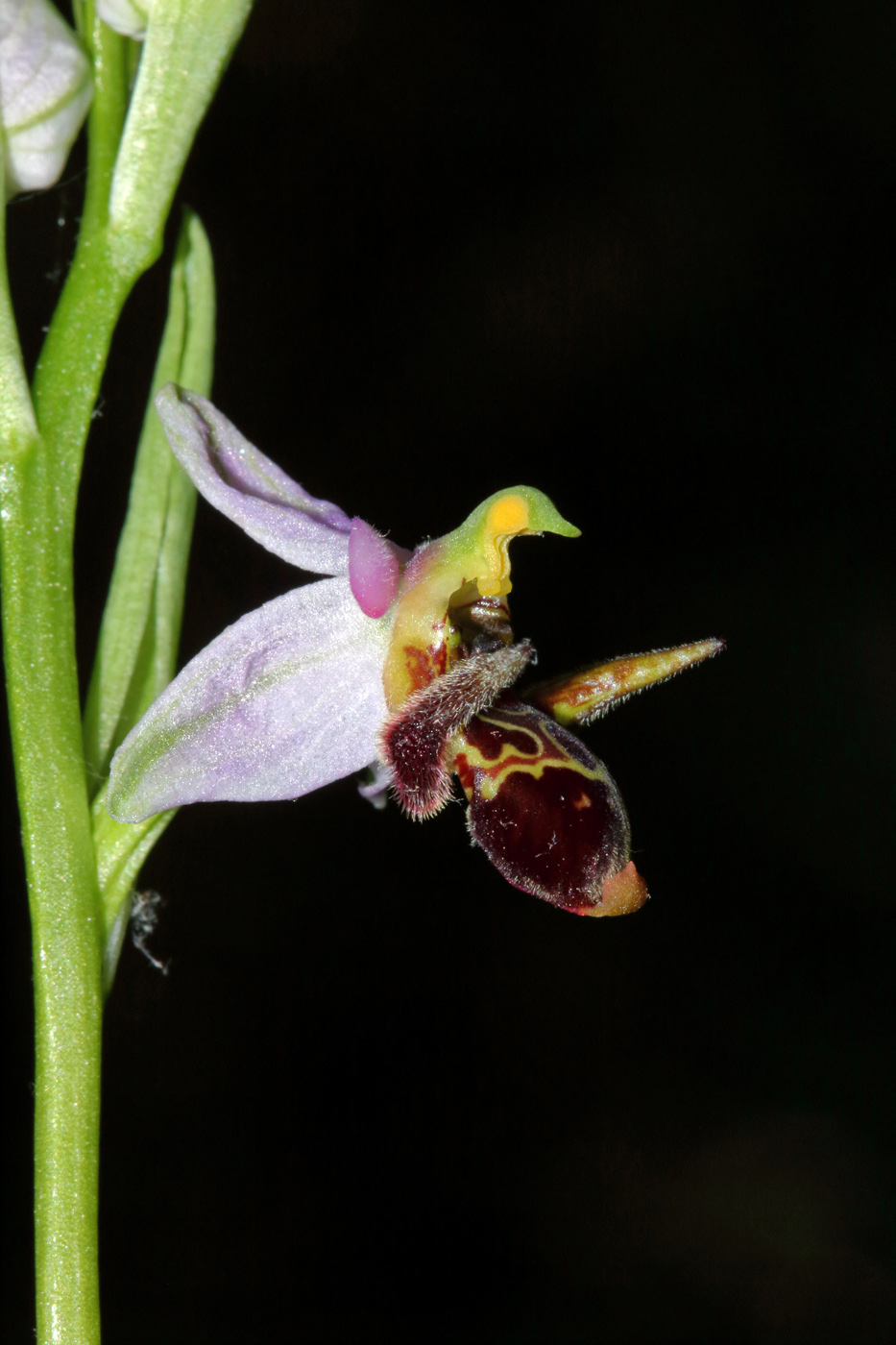 Изображение особи Ophrys oestrifera.