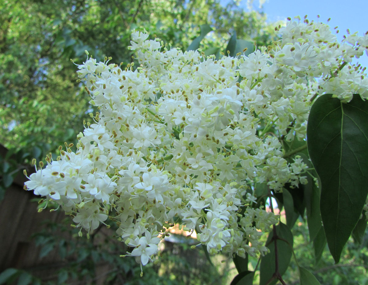 Image of Syringa amurensis specimen.