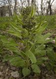 Solenanthus biebersteinii. Цветущее растение. Крым, Бахчисарайский р-н, луг в лиственном лесу на левом берегу р. Сары-Узень. Начало мая 2010 г.